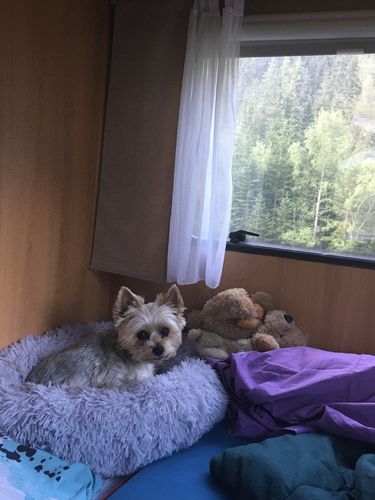Customer photo review of Lit Apaisant Comfy® |  Pour Chien et Chat