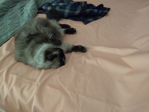 Customer photo review of Silly Legacy® - Reversible Waterproof Protective Cover for Pets and People