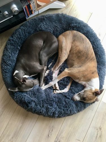 Customer photo review of Lit Apaisant Comfy® |  Pour Chien et Chat