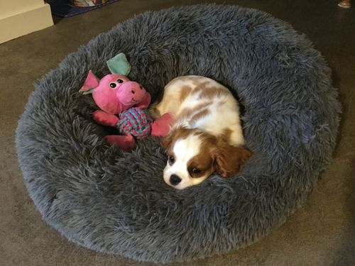 Customer photo review of Lit Apaisant Comfy® |  Pour Chien et Chat