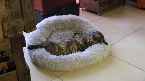 Customer photo review of Lit Apaisant Comfy® |  Pour Chien et Chat