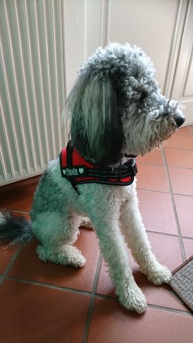 Customer photo review of Pfotenlove - Anti-Zug Personalisiertes Hundegeschirr – Premium Edition