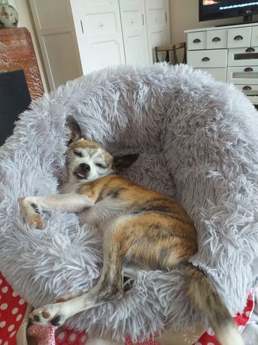 Customer photo review of Lit Apaisant Comfy® |  Pour Chien et Chat