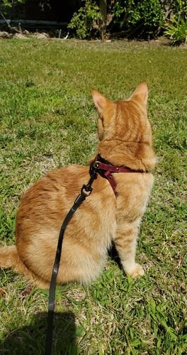 retractable cat lead