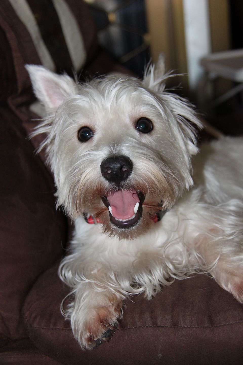 Customer photo review of arrr Dental Chew