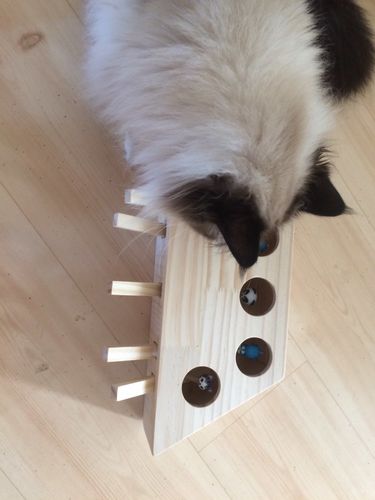 carno cat toy pop up