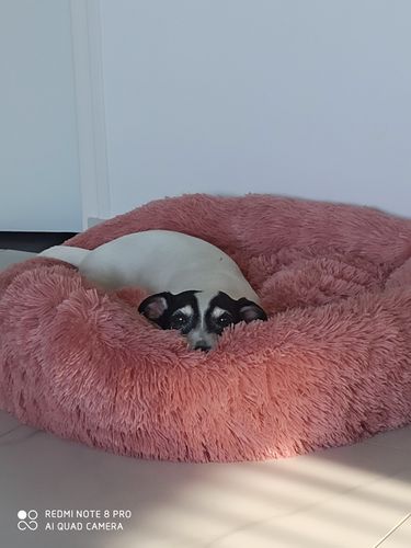 Customer photo review of Lit Apaisant Comfy® |  Pour Chien et Chat