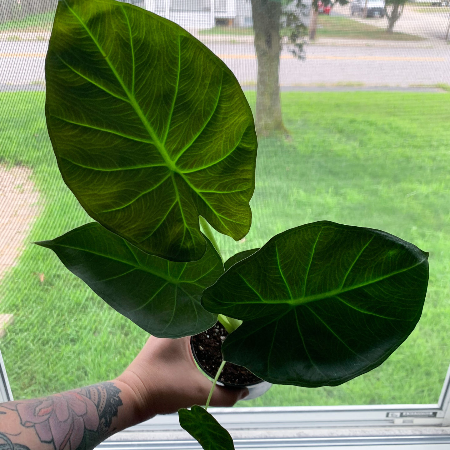 Customer photo review of 4" Alocasia Regal Shield