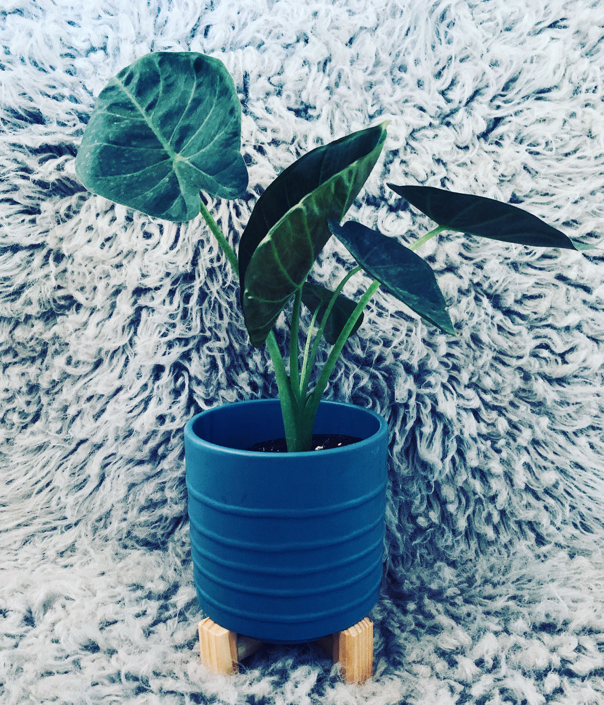 Customer photo review of 4" Alocasia Regal Shield