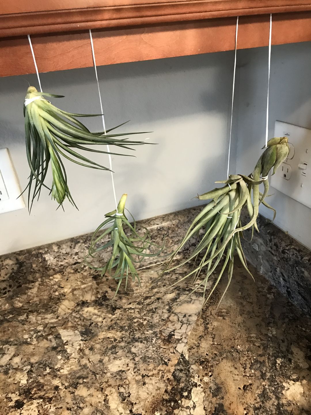 Customer photo review of 3 Air Plants & Fertilizer  Great Starter Mix