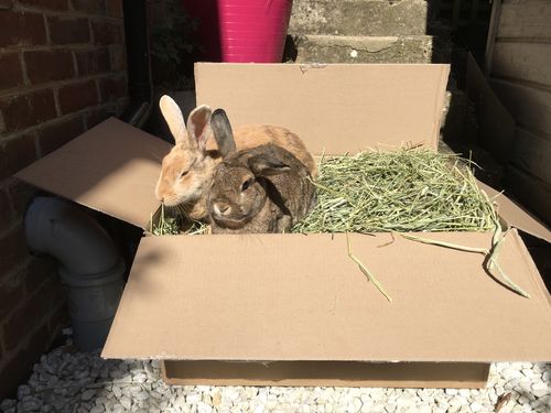 Customer photo review of Timothy Hay Box