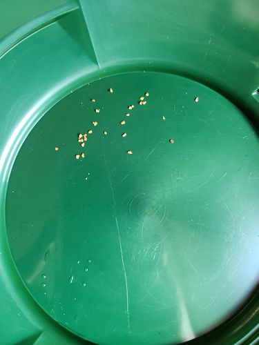 Customer photo review of Goldn Paydirt 'EUREKA' Panning Pay Dirt Bag Gold Paydirt Panning Unsearched