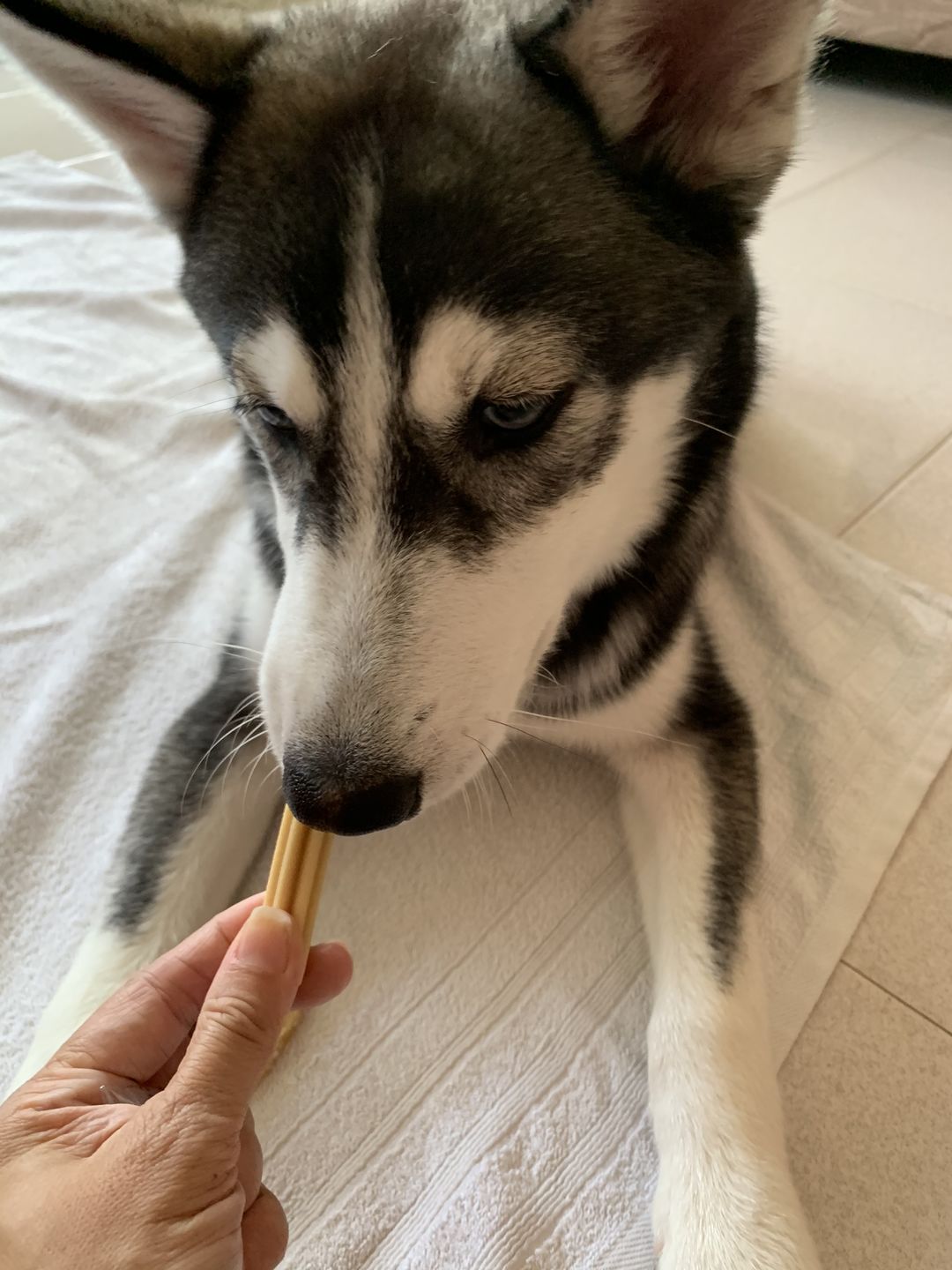 Customer photo review of arrr Dental Chew