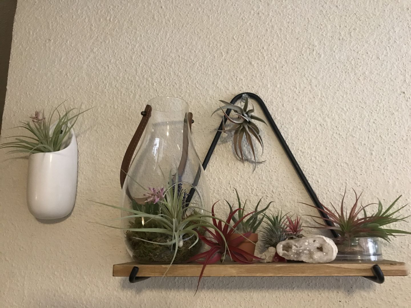 Customer photo review of 3 Air Plants & Fertilizer  Great Starter Mix