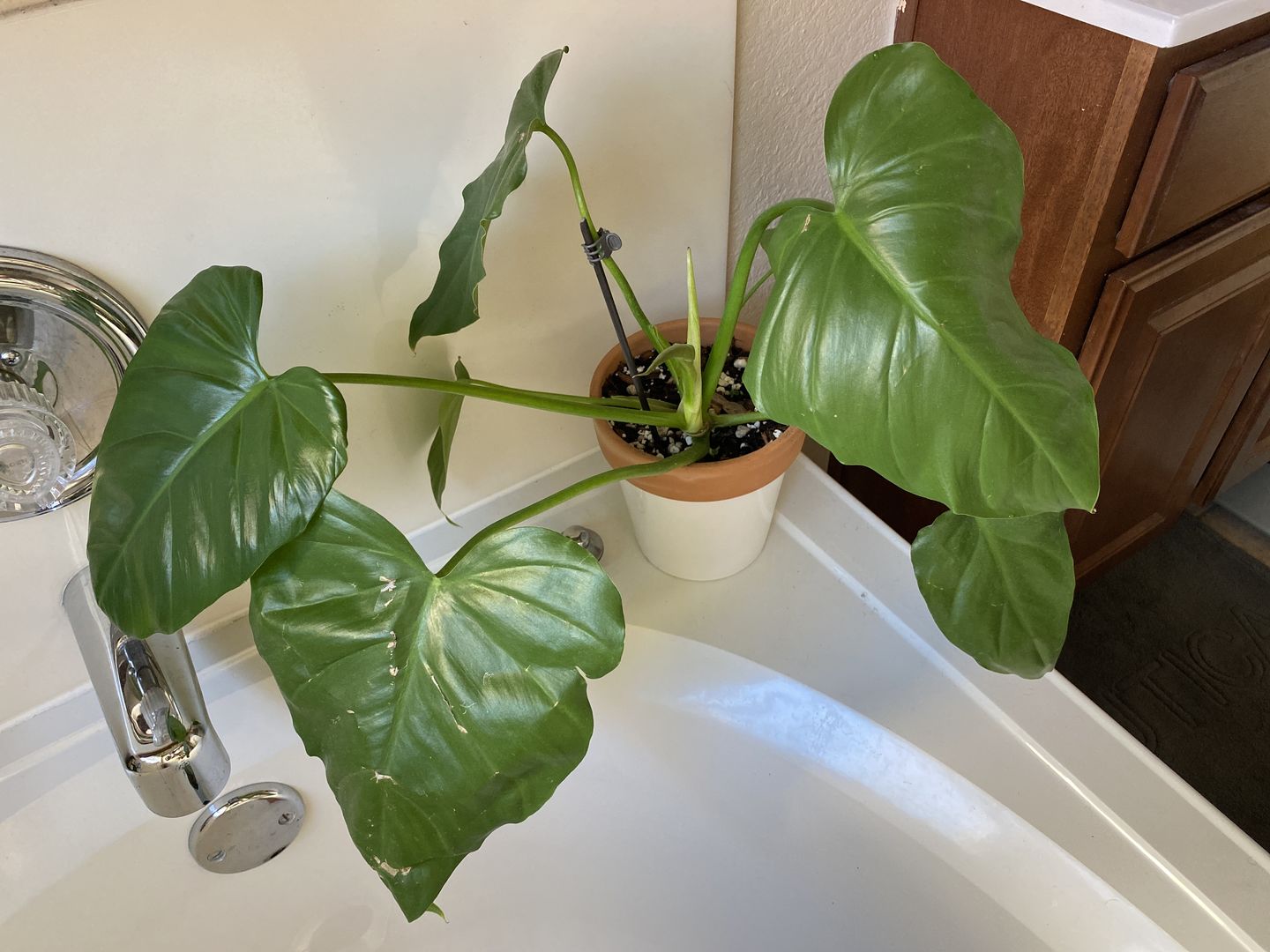 Customer photo review of 4" Philodendron Giganteum