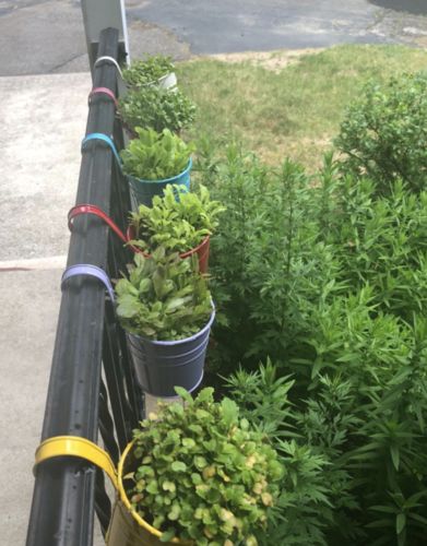 Customer photo review of 16,500 Heirloom Vegetable Seeds 40 Variety Kit with FREE SHIPPING