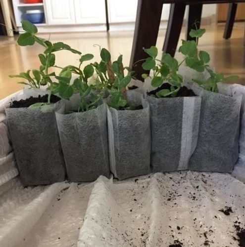 Customer photo review of 16,500 Heirloom Vegetable Seeds 40 Variety Kit with FREE SHIPPING