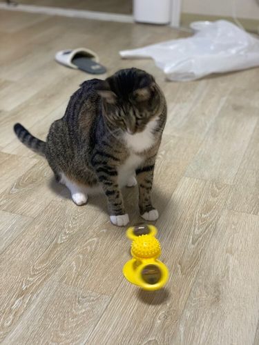 Customer photo review of Windmill Cat Toy 3-in-1
