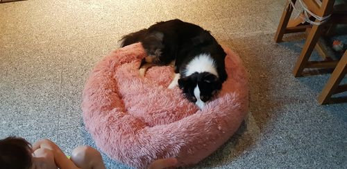 Customer photo review of Lit Apaisant Comfy® |  Pour Chien et Chat