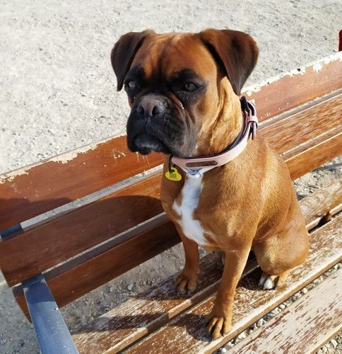 Customer photo review of Petyfy ™ Personalized Leather Collar Set