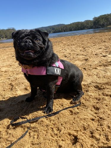 Customer photo review of DF Co. Pink Dog Harness