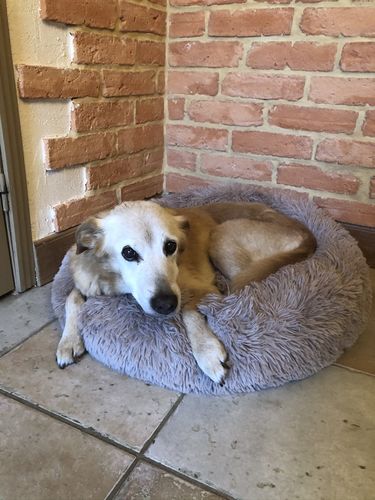Customer photo review of Lit Apaisant Comfy® |  Pour Chien et Chat