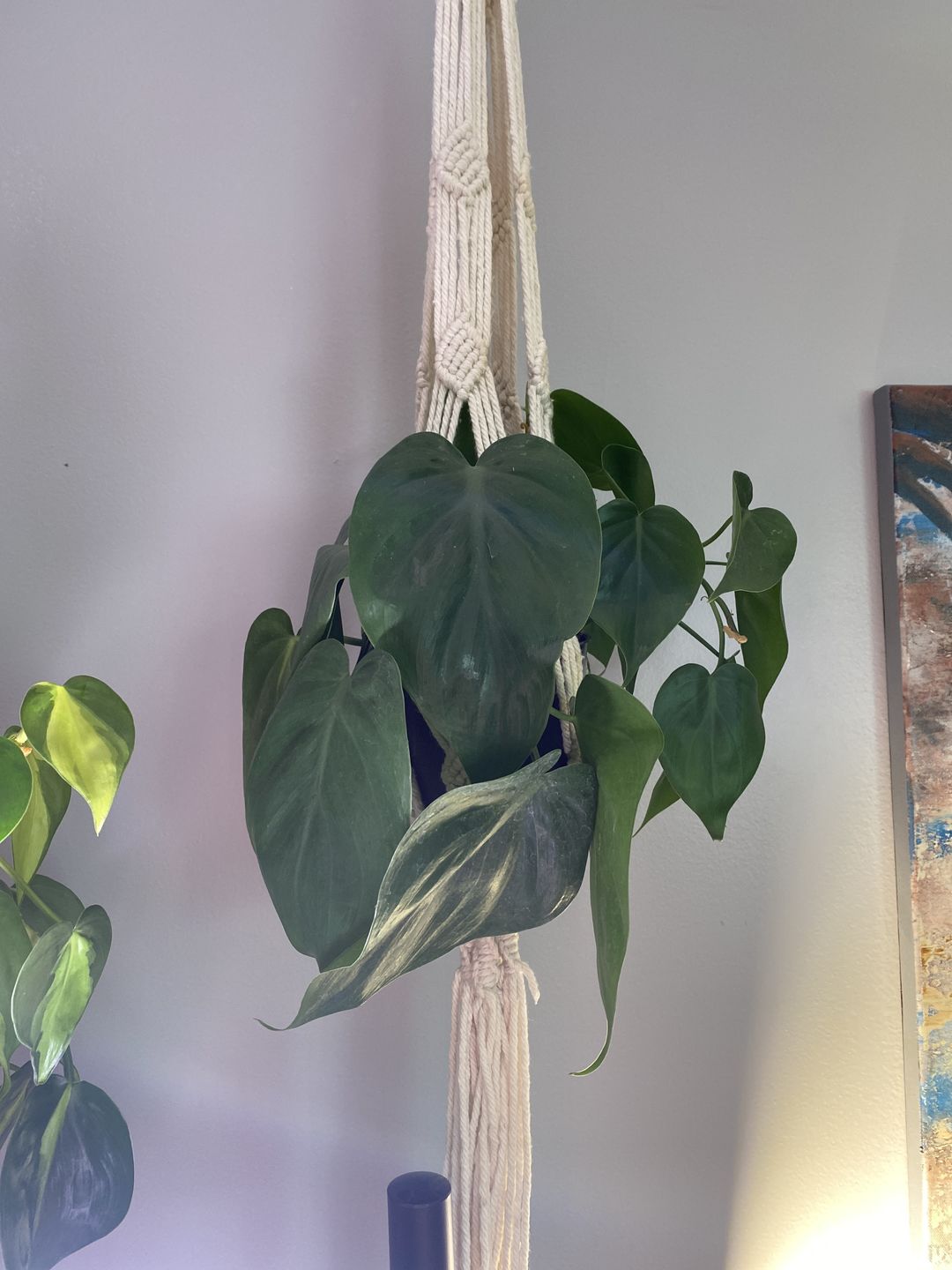 Customer photo review of 4" Philodendron hederaceum Green