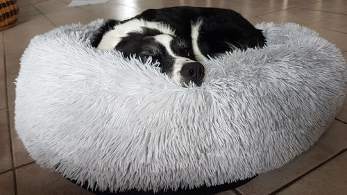 Customer photo review of Lit Apaisant Comfy® |  Pour Chien et Chat