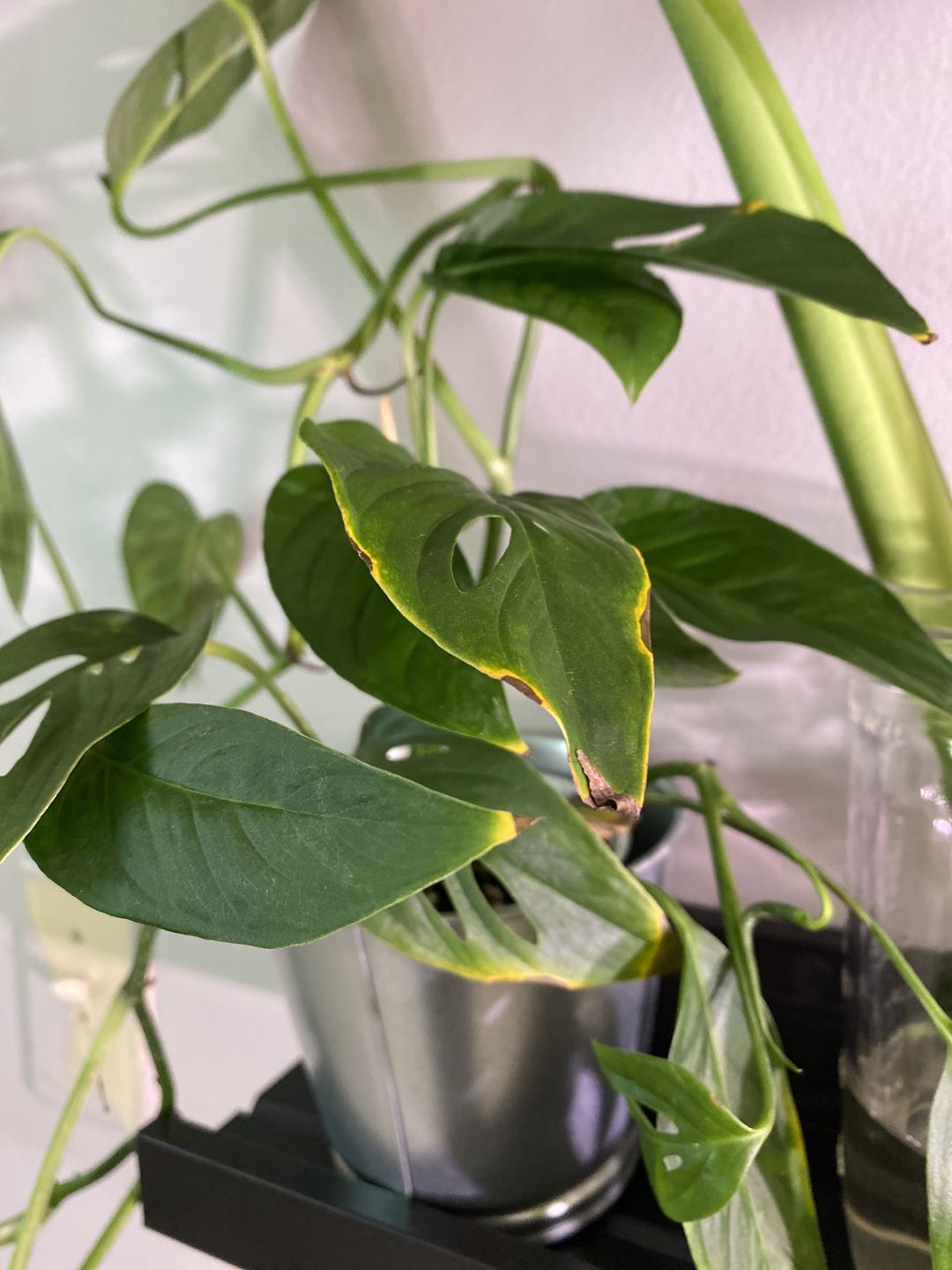 Customer photo review of 4" Monstera Adansonii (Narrow Leaf)