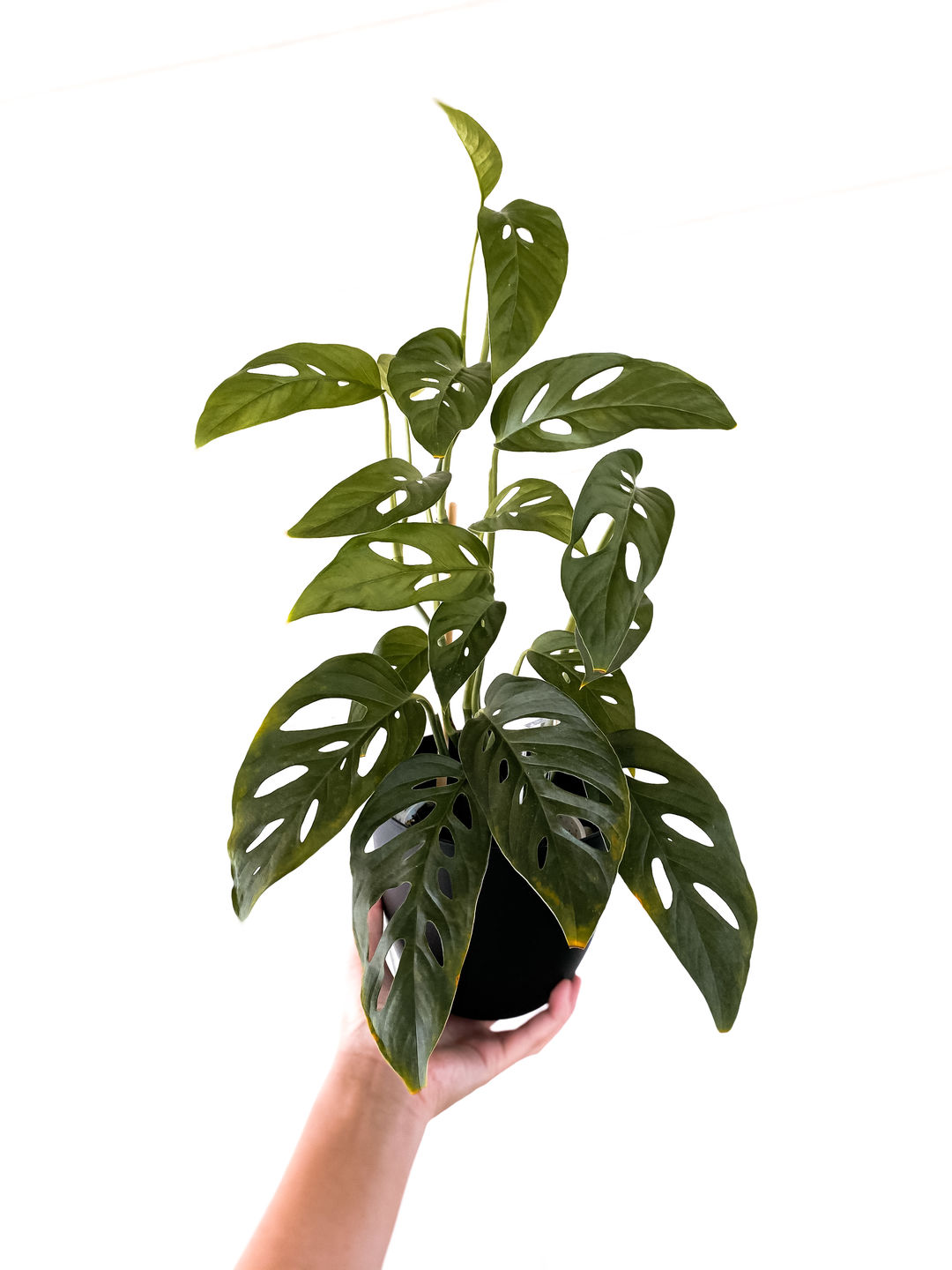 Customer photo review of 4" Monstera Adansonii (Narrow Leaf)