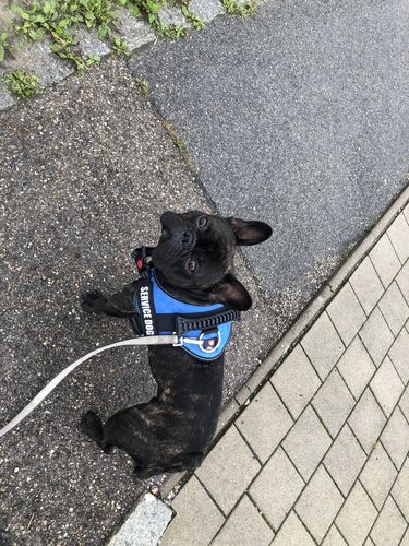 Customer photo review of Pfotenlove - Anti-Zug Personalisiertes Hundegeschirr – Premium Edition