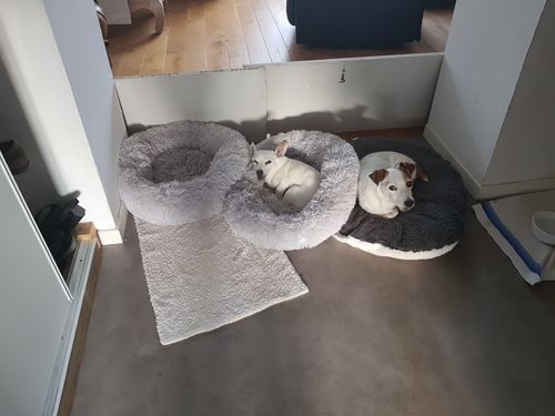 Customer photo review of Lit Apaisant Comfy® |  Pour Chien et Chat