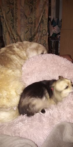 Customer photo review of Lit Apaisant Comfy® |  Pour Chien et Chat