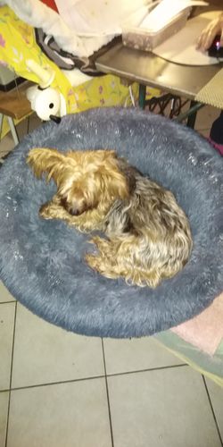 Customer photo review of Lit Apaisant Comfy® |  Pour Chien et Chat