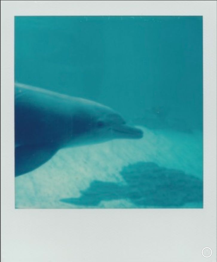 Customer photo review of Polaroid SX-70 Sonar Autofocus Black Folding Instant Film Camera