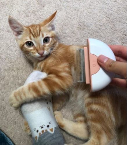 Customer photo review of Brosse ICAT® pour poils de chat | 2 en 1 | Nouveauté 2020