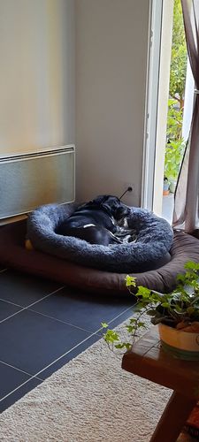 Customer photo review of Lit Apaisant Comfy® |  Pour Chien et Chat
