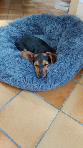 Customer photo review of Lit Apaisant Comfy® |  Pour Chien et Chat