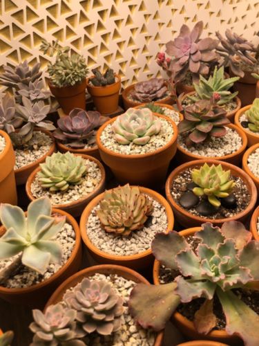 Customer photo review of Sayhon LED Grow Light 1000W Dimmable Grow Lamp with OSRAM Chips & UL Listed Driver Full Spectrum Plants Lights for Indoor Veg and Flower Growing Light Fixtrues 296 LEDs SH1000
