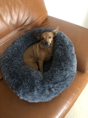 Customer photo review of Lit Apaisant Comfy® |  Pour Chien et Chat