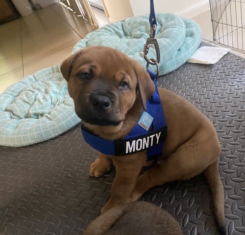 Customer photo review of DF Co. Classic Blue Dog Harness