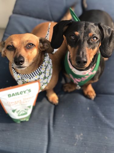 Customer photo review of Bailey's Omega Hemp Soft Chews - Bacon Flavored- 30 Count Bag