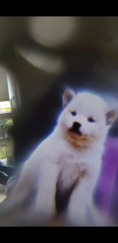 Customer photo review of Peakmart Pfotenkette mit Wunschfoto