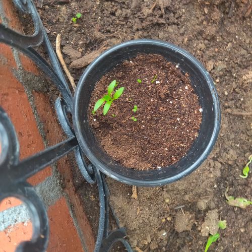 Customer photo review of 12 Seed Herb Kit with FREE SHIPPING