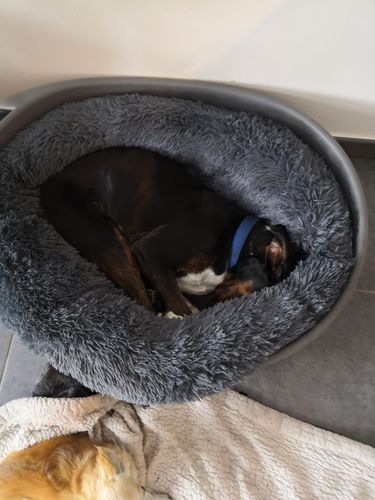 Customer photo review of Lit Apaisant Comfy® |  Pour Chien et Chat
