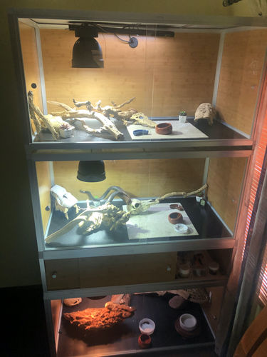 Customer photo review of 4'x2'x2' Wood Panel Reptile Enclosure by Zen Habitats