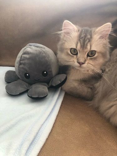 Customer photo review of Peluche octopus réversible