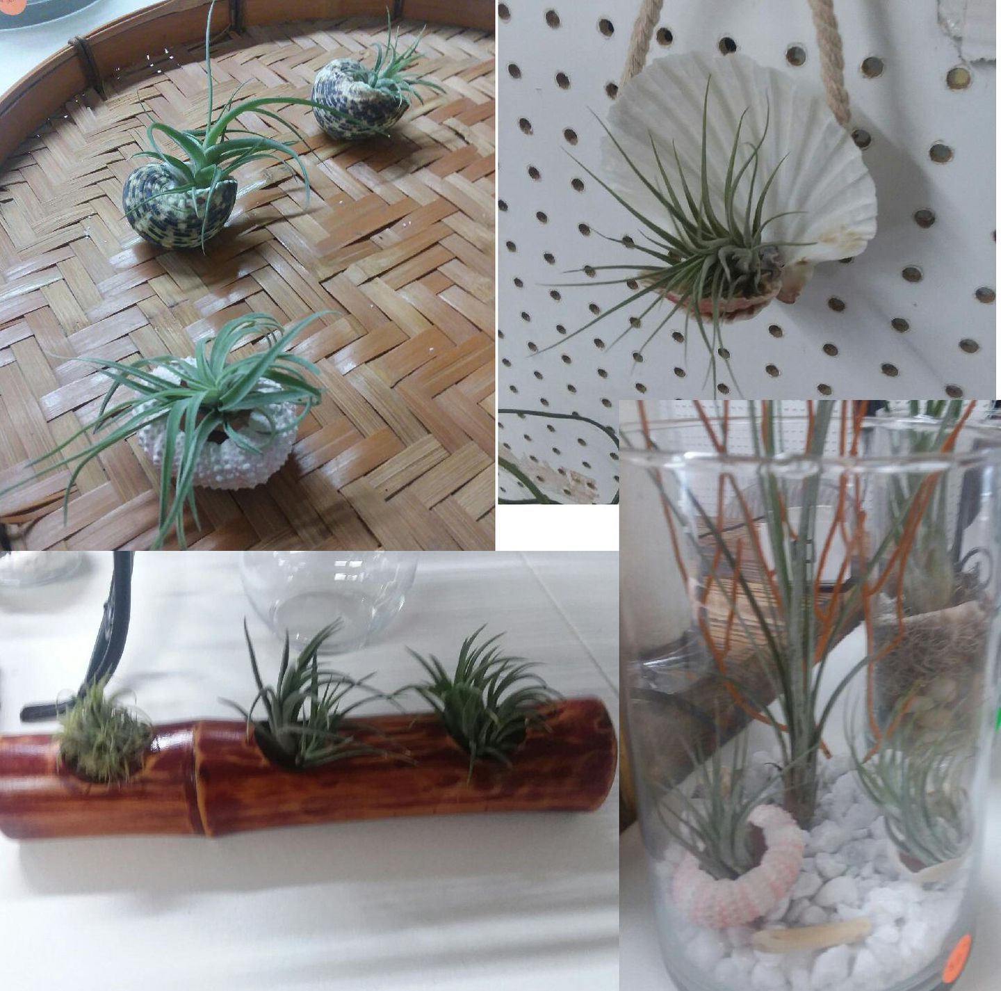 Customer photo review of *6 Pack* Premium Air Plants Mix  *Cannot Be Shipped Internationally*