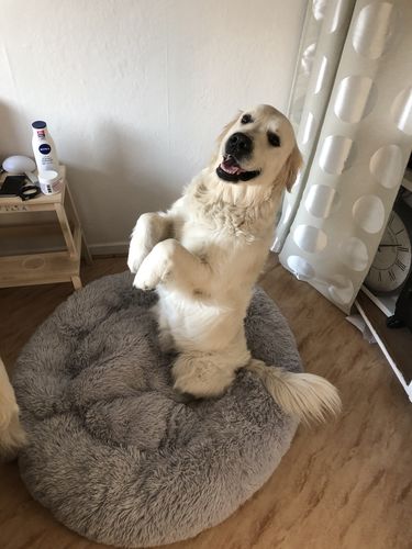 Customer photo review of Lit Apaisant Comfy® |  Pour Chien et Chat