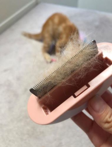 Customer photo review of Brosse ICAT® pour poils de chat | 2 en 1 | Nouveauté 2020